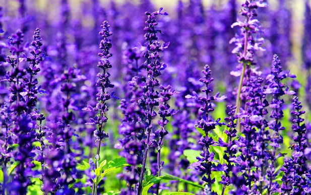 Lavender is one of the essential oils used in the Mindful Dreams treatments.